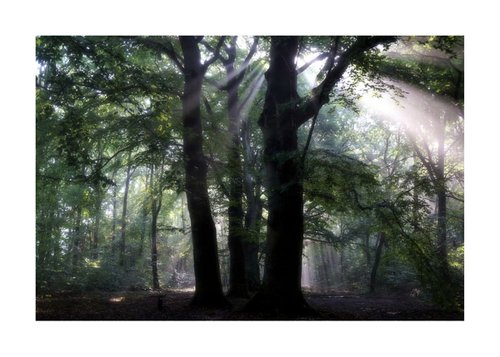 Fantasy Forest 05 by Richard Vloemans