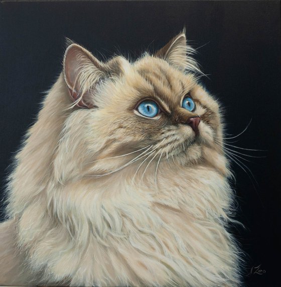 Gaze Into the Infinite — Siamese Cat Portrait