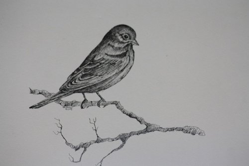 Sparrow by Syed Akheel