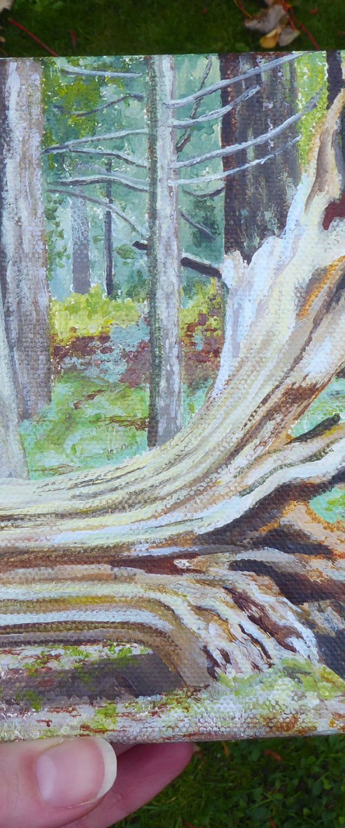 Fallen Tree, The New Forest by Jacqueline Talbot