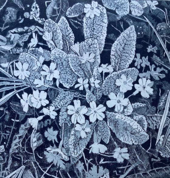 Primroses