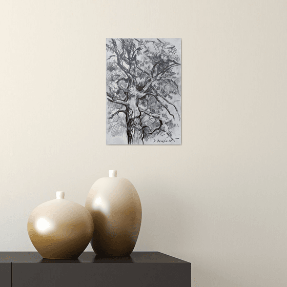 Old oak ( plein air )