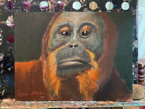 Orangutan