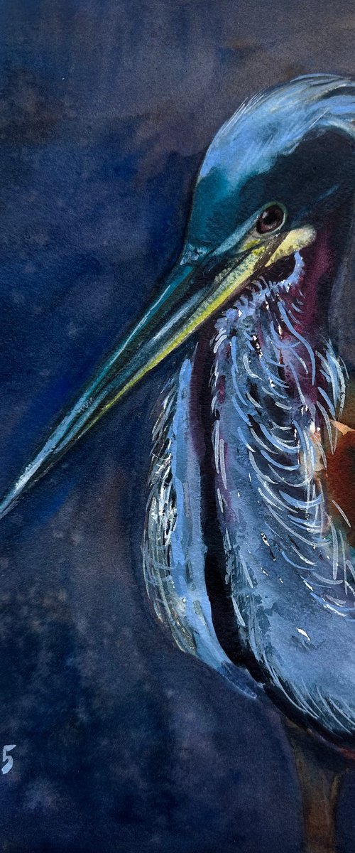 Agami Heron by Alla Semenova