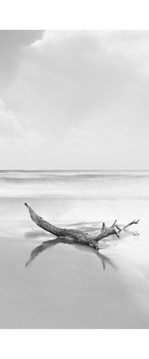 Sea Branch IV by David Baker
