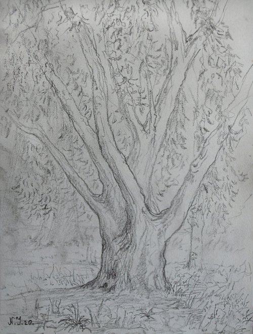Tree study by Nikola Ivanovic