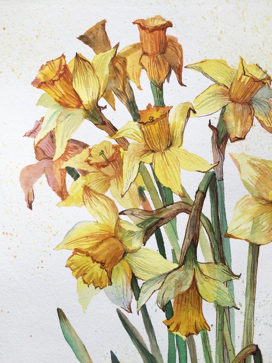 Daffodils. Spring flowers. Botanical painting.