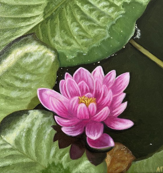 Water Lily