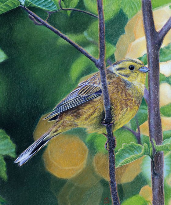 Original pastel drawing "Yellowhammer"