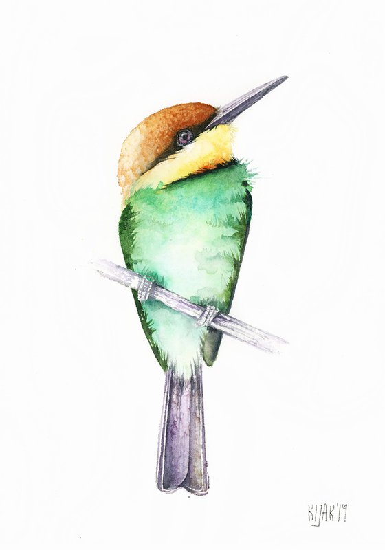 Chestnut-headed bee-eater, wildlife, birds watercolours