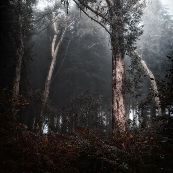 Misty Eucalyptus
