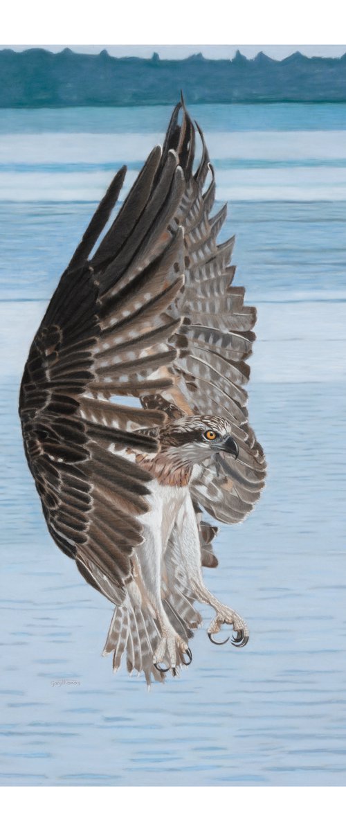 Osprey with brakes on by Gary Thomas