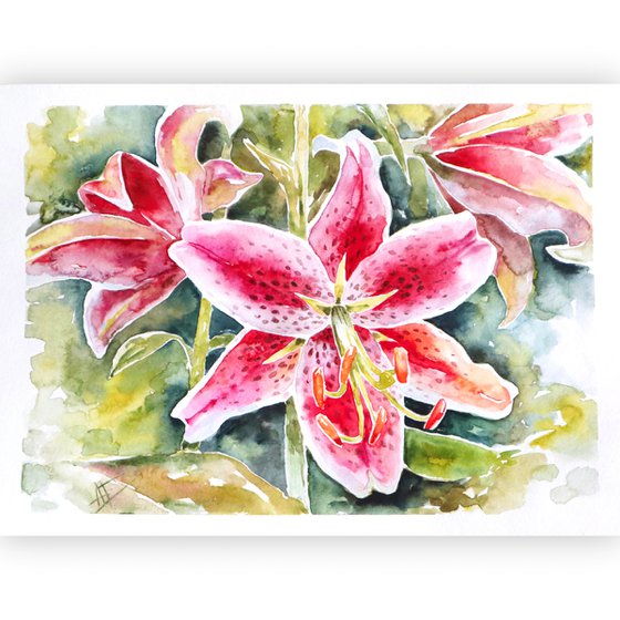 Watercolor lily illustration. Pink lilies and green leaves