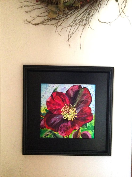 "Anna's Red" Hellebore