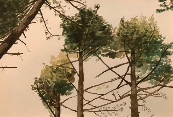 Tree Study