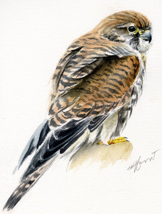 European Kestrel (female)  watercolour