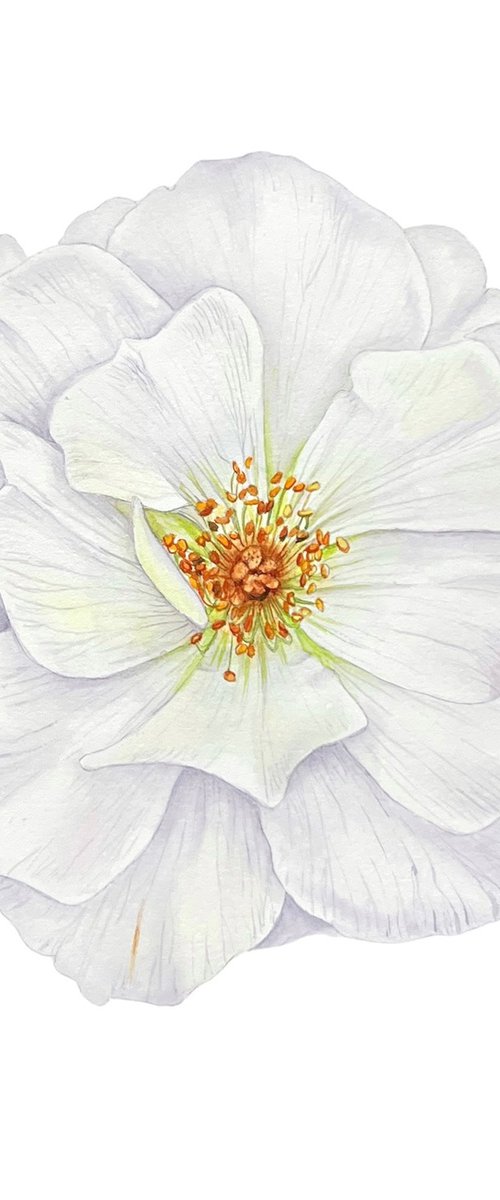 White rose.  Original watercolor artwork. by Nataliia Kupchyk