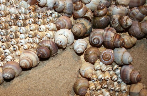 Composition of shells