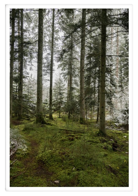 SNOW PENETRATES THE FOREST