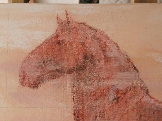 Percheron Stallion Study