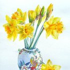 Daffodil
