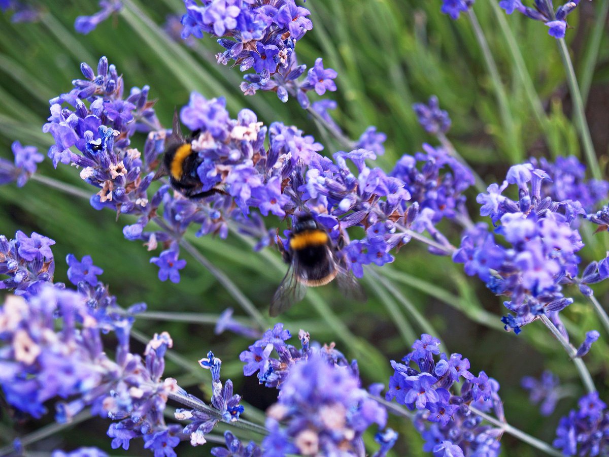 Lavender Bees by Alex Cassels