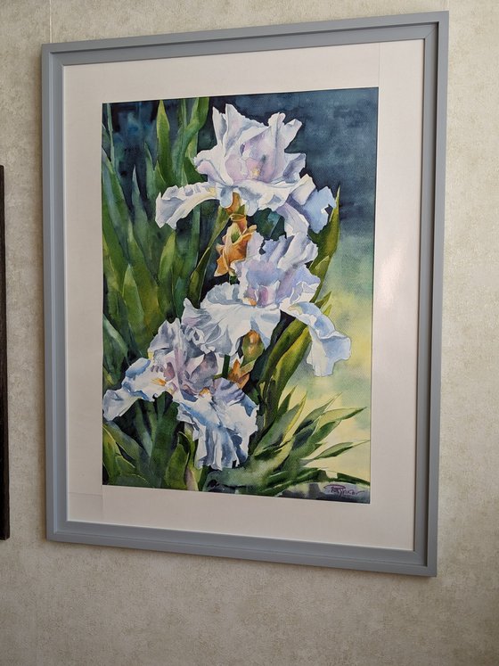 WHITE IRISES #3