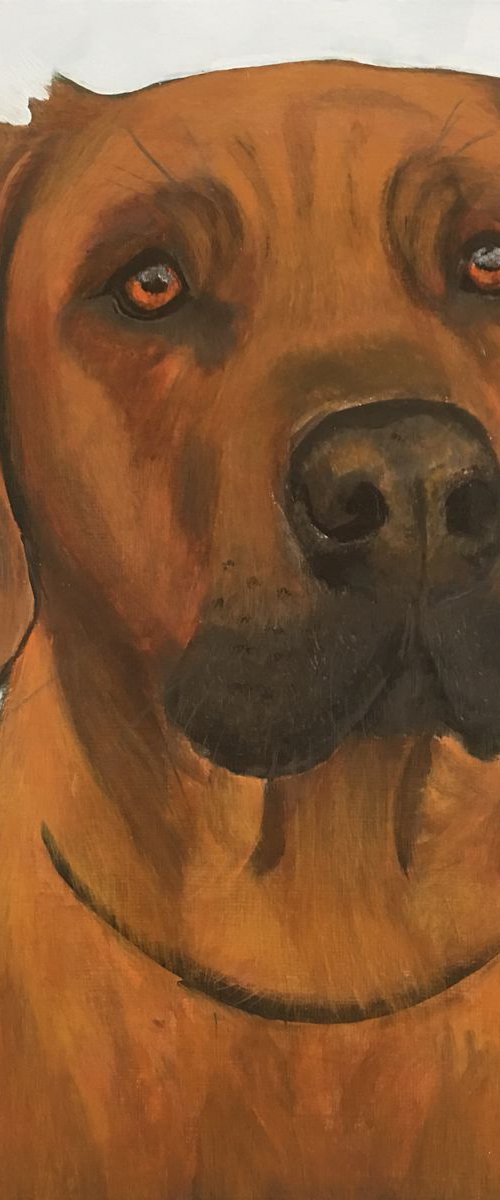 GUNNER - RHODESIAN RIDGEBACK by ELAINE ASKEW