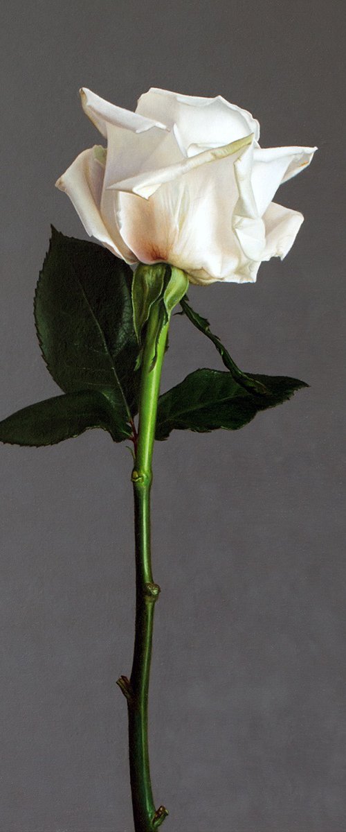 Rose by Regimantas Valiukas