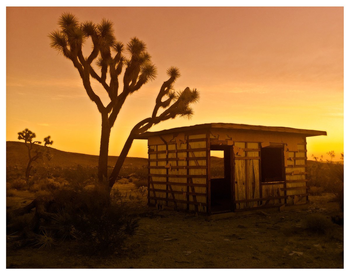 Photorealistic Photograph , Golden Joshua Tree By John Celeste, 33 X 23, Artwork For Sale On Artfinder
