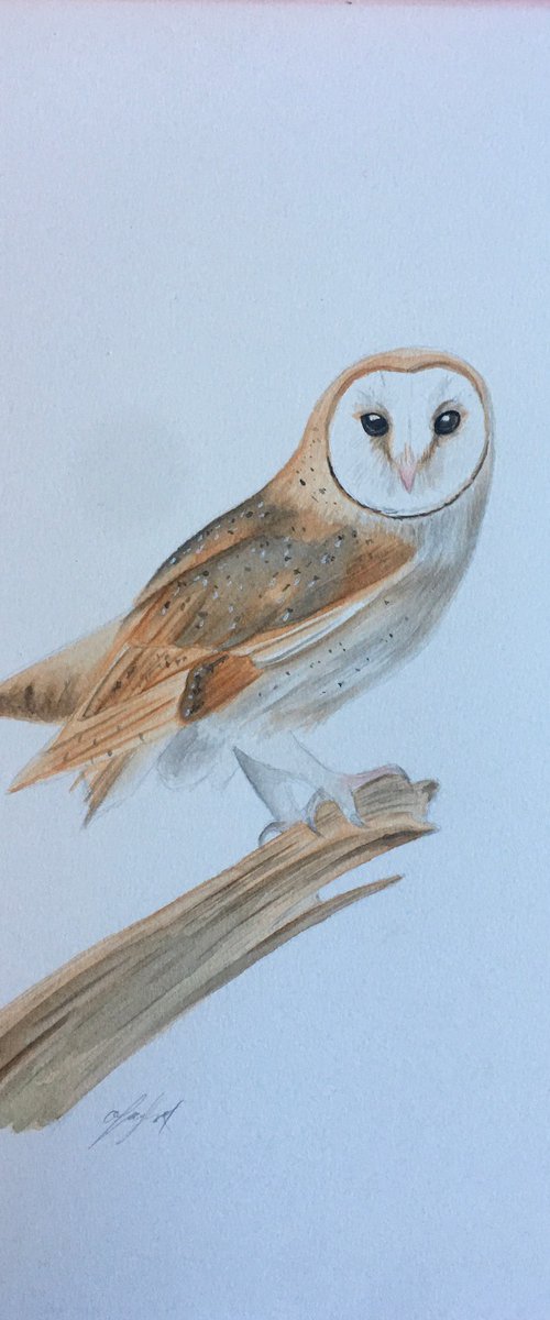 Mr owl by Amelia Taylor