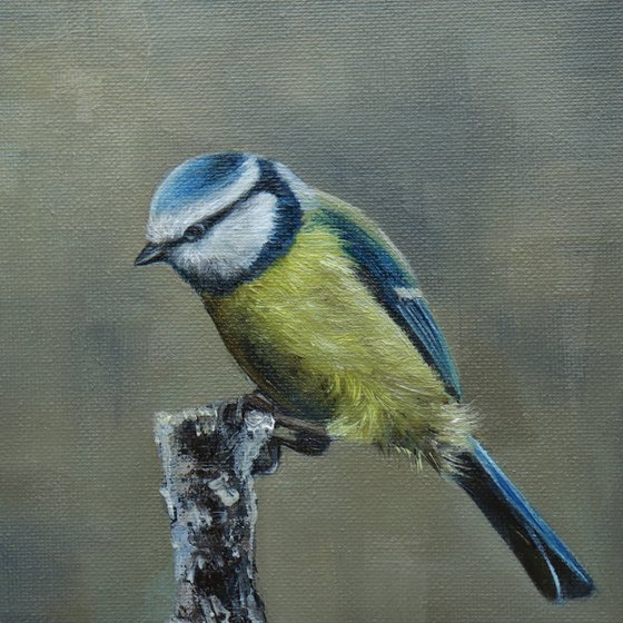 Early morning Blue Tit