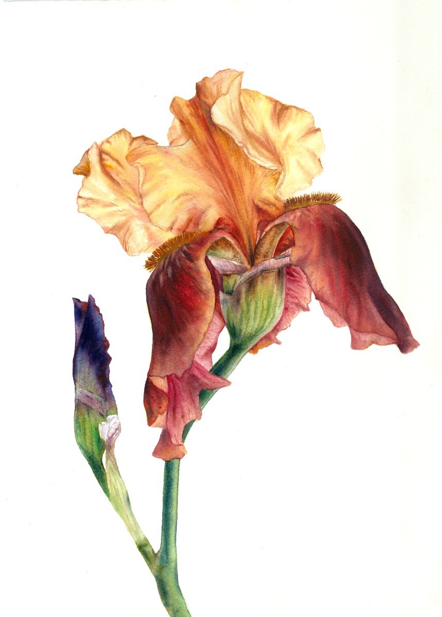 Photorealistic Botanical Watercolour By Maryna Boiko, 11 X 15", The Conversation Of Buds, Original Artwork