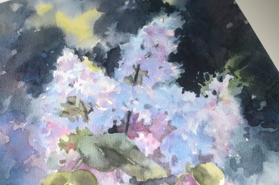 May lilac