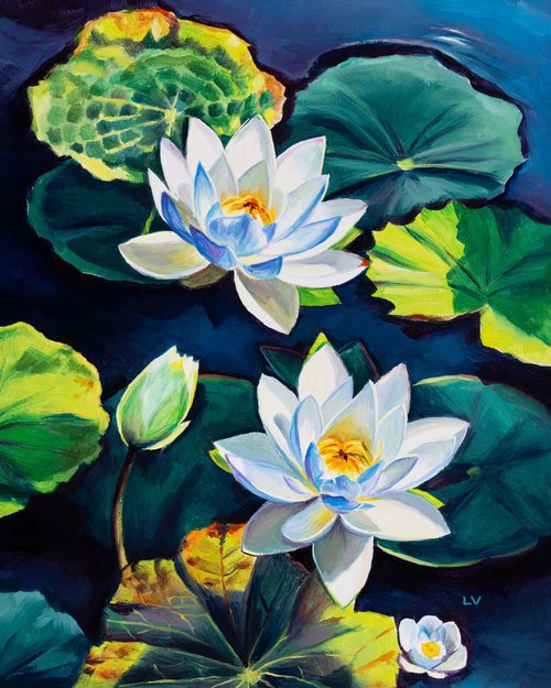 White water lily flowers on a pond by Lucia Verdejo