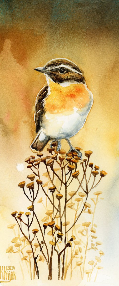 Whinchat by Karolina Kijak