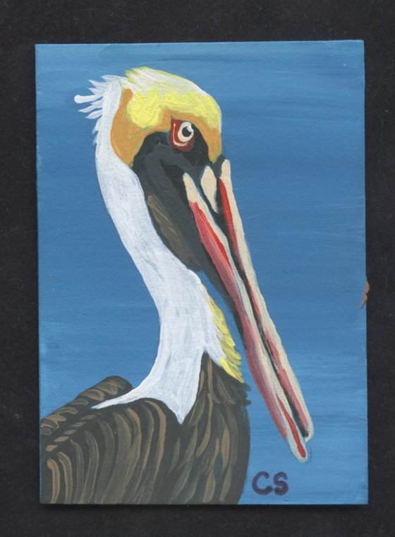 ACEO ATC Original Miniature Painting Brown Pelican Bird Wildlife Art-Carla Smale