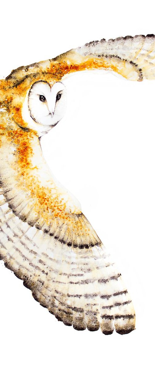 Barn Owl 52x73cm  birds, animals, wildlife watercolour painting by Karolina Kijak