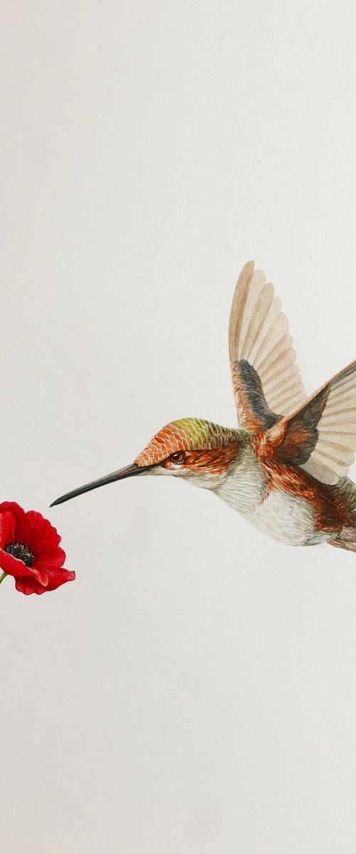 Hummingbird with poppy by Karina Danylchuk