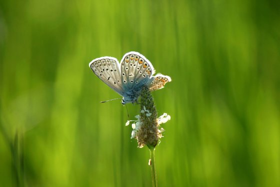 Spread wings