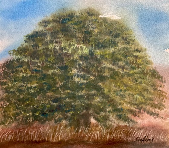 Old oak, Kings stag, Dorset