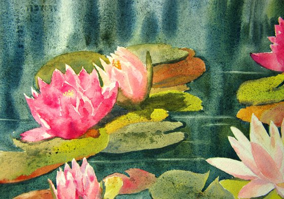 Water lilies
