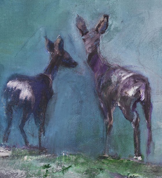 Deer study