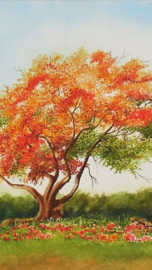 Royal Poinciana Tree by Shweta  Mahajan