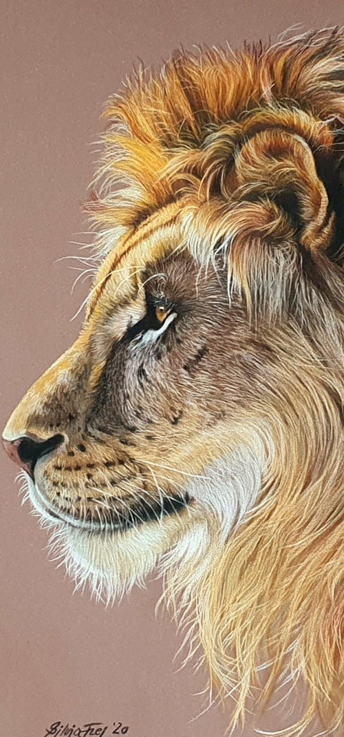 Lion portrait "In the evening sun" by Silvia Frei