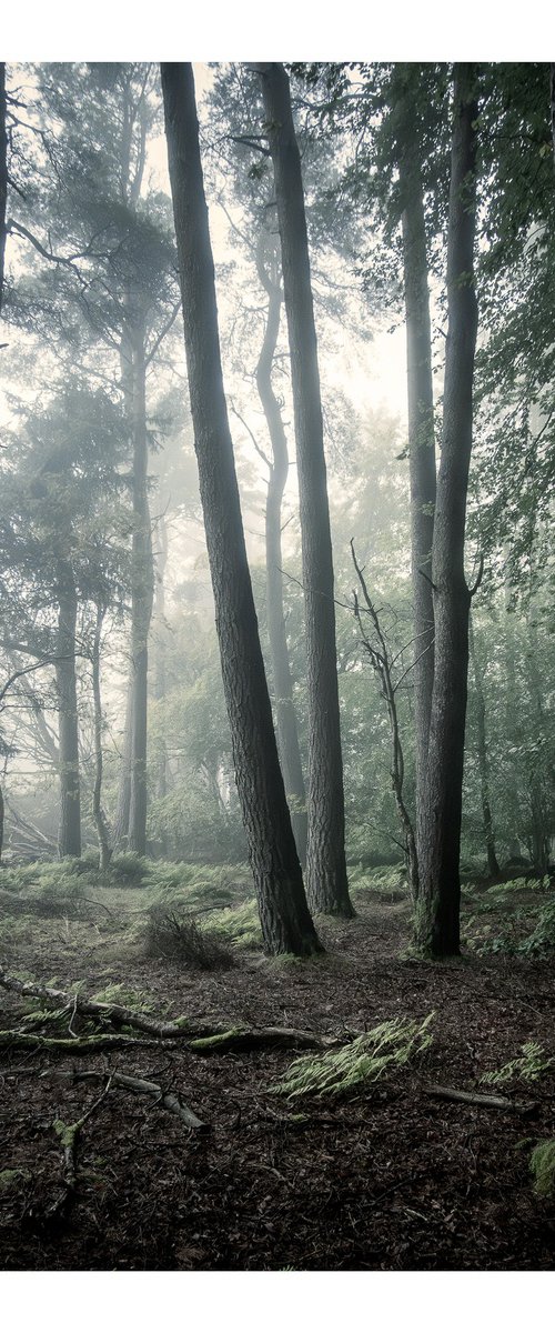 On the Hill Road II by David Baker