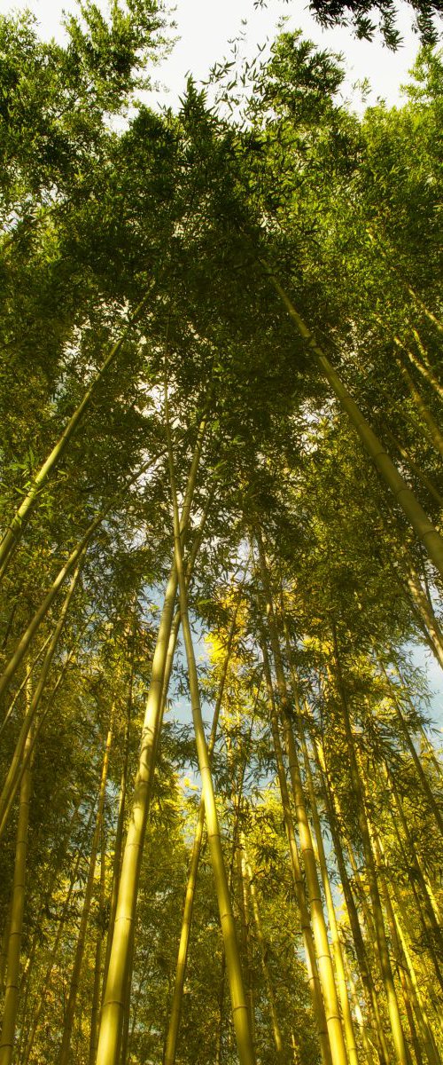 Bamboo Forest #2 by Marc Ehrenbold