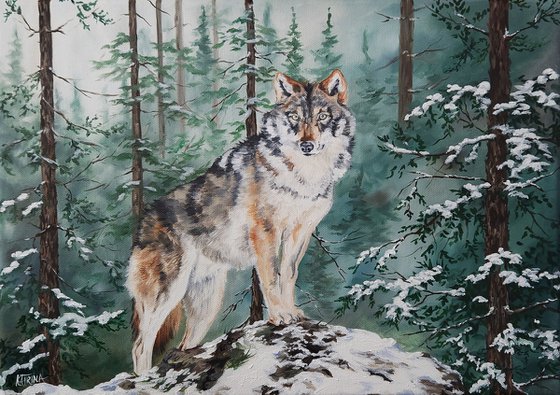 "First Snow" - Wolf - Wildlife