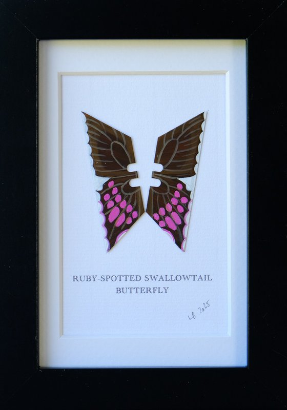 Ruby-spotted butterfly
