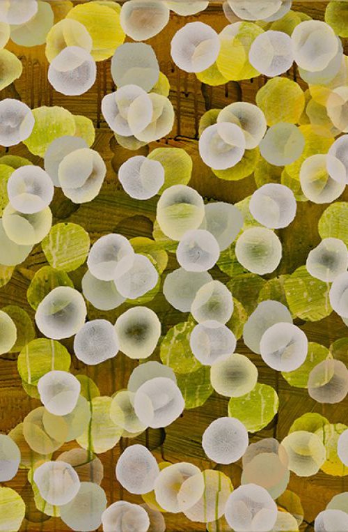 Aqua Vitae IV Vino Blanco by Jacquelyn Stephens